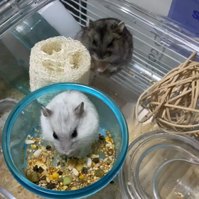 ちょっぴりの画像