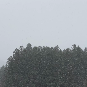 雪降ってきた(日光)の画像