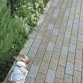 【動画】僕から、まい姉ちゃんへ物申す。wの画像
