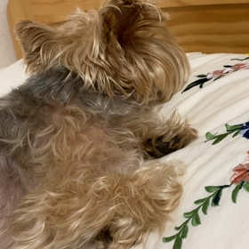 【動画】ちょっと違う法則？！で言霊（ことだま）が叶った感じの画像