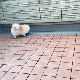 生活が乱れるのは動物もストレスが溜まる！の画像