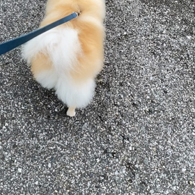 おしりフリフリ^_^の画像