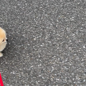 5/12,リリィ散歩！の画像