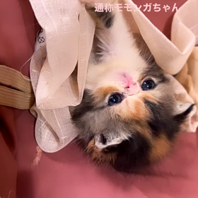 小悪魔モモンガちゃんの画像