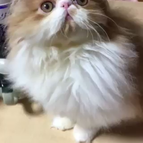 どうするねん(T . T)やんちゃくれの画像