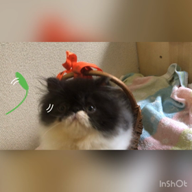 お母ちゃんのリクエストに答えての画像