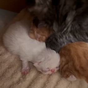 今日のこねこの画像