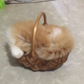 嘉六の画像
