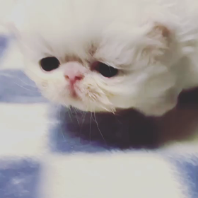 愉快犯にやられた‼︎の画像