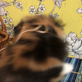 ソフィさんそれ怪しいお遊びですか？の画像