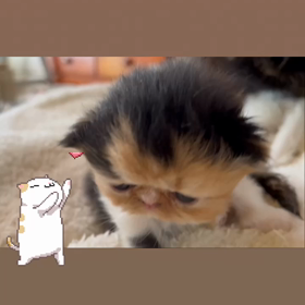 癒されるの画像