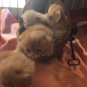 子にゃんの画像