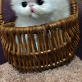 今日はヒマなので（笑）（笑）の画像