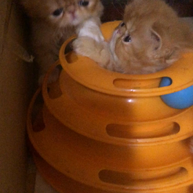 1か月を過ぎましたの画像