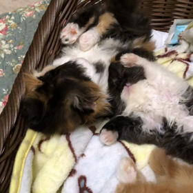 真夜中になにやってんだか(^◇^;)の画像