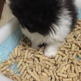 キャーの声の画像
