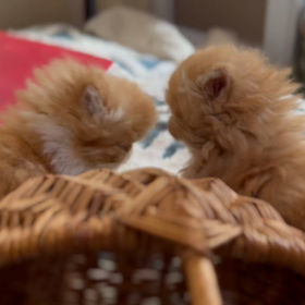 ペルシャっ子の画像