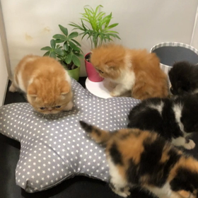エキゾ5兄弟の画像