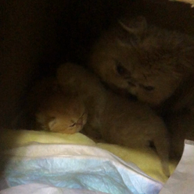目を開けたよ♪───Ｏ（≧∇≦）Ｏ────♪の画像