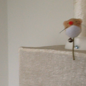 初動画 きぃの画像