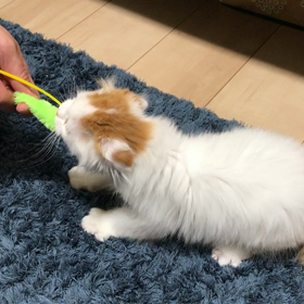 ぽろのお気に入りの画像