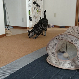 とってこいの画像