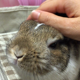 まるちゃん動画・3本だて♡の画像