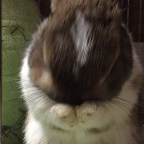 お耳キレイキレイの動画です♡の画像