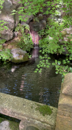 ６月茶道稽古　東京 市ヶ谷 ～七夕の節句～／海老澤宗香 茶道教室の記事動画