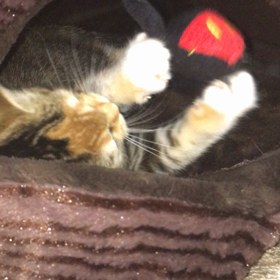 ねずみを狩るネコの画像