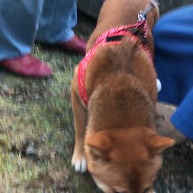 柴犬を飼い始める。の画像