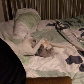 ライバル‼️の画像