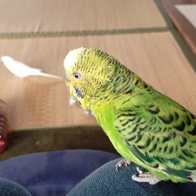ポポはの画像