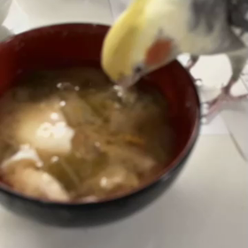 ラッキーが味噌汁をの画像
