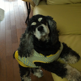 お久しぶりのヴィヴィたんですの画像