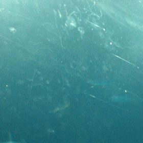 葛西臨海水族園の画像