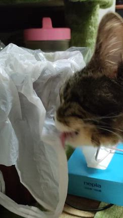 猫なのか妖怪ビニール舐めなのか。郵便代金あがりましたね～。の記事動画