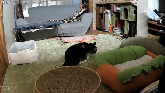 見守りカメラを覗いてびっくり！！　ぼくがむしゃむしゃしていたもの。の記事動画