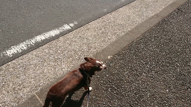 一人きりの日曜日を満喫（どこにも行かなかったけど）の記事動画