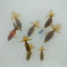 土佐当歳の画像