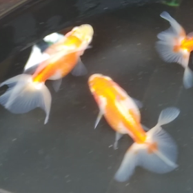 土佐錦魚満喫✨の画像