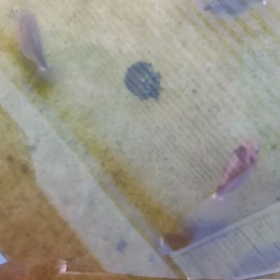 土佐錦稚魚の画像