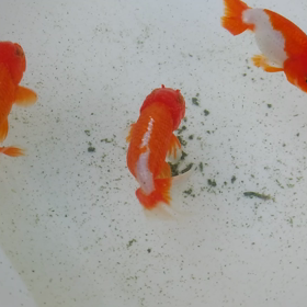 アクア仲間の画像