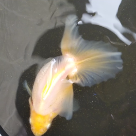 土佐錦とハサミは使いようの画像