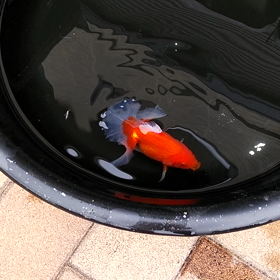 土佐錦魚最高の画像