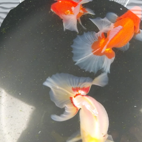 毎日水換えの画像