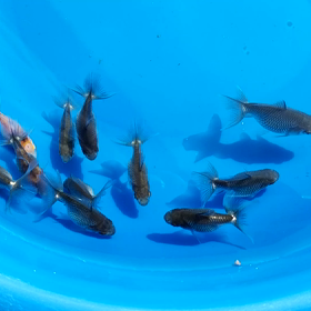 土佐錦は難しいの画像