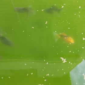 土佐当歳の画像