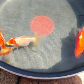 T-falのの画像