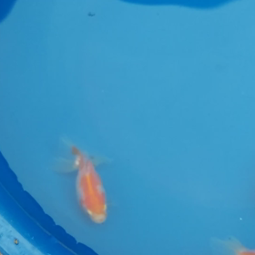 すくすく土佐錦魚の画像